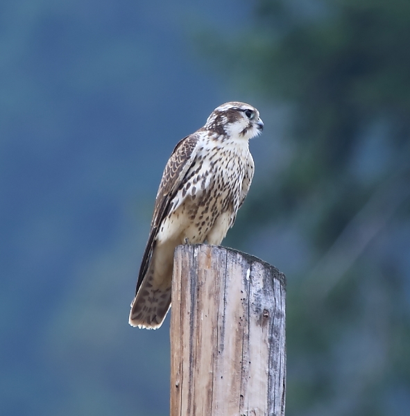Photo of Falco mexicanus by Brian Klinkenberg